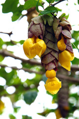 yellow flowers