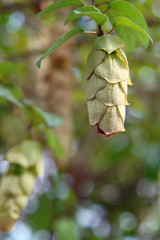 green leaves of a tree