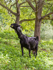 black goat in garden chews an apple