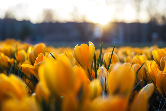 The first beautiful yellow crocuses blooming in the spring garden, in park in sunset. Selective focus © Viesturs