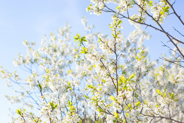 Blooming sakura tree on sky background in garden or park. Cherry blossom. Japanese spring scenics Spring flowers, Spring Background, Spring nature.