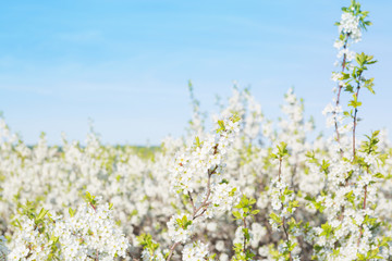 Obraz premium Blooming sakura tree on sky background in garden or park. Cherry blossom. Japanese spring scenics Spring flowers, Spring Background, Spring nature.