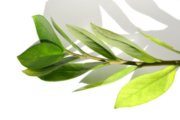 Green branch. The concept of natural ingredients in cosmetology for gentle skin care.