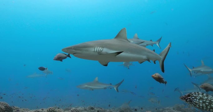 Group of grey sharks in the Pacific. Underwater life with shark swimming in the Ocean. Diving in the clear water  4K