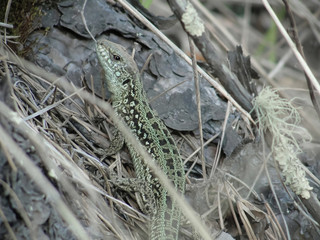 Green lizard on grass and forest in Siberia