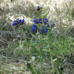 Obraz premium Symphytum officinale or common comfrey flower in forest