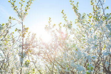 Blooming sakura tree on sky background in garden or park. Cherry blossom. Japanese spring scenics Spring flowers, Spring Background, Spring nature.