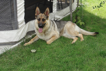 German shepherd dog lying on green grass outside