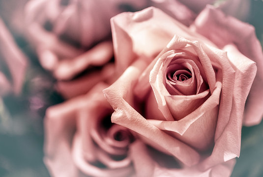 Closeup image of beautiful flowers wall background with amazing red and white roses Retro filter.