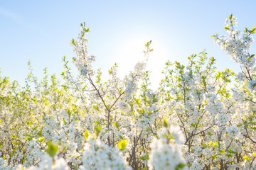 Blooming sakura tree on sky background in garden or park. Cherry blossom. Japanese spring scenics Spring flowers, Spring Background, Spring nature.