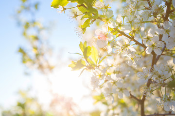 Blooming sakura tree on sky background in garden or park. Cherry blossom. Japanese spring scenics Spring flowers, Spring Background, Spring nature.