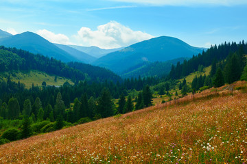 Obraz premium wild nature, summer landscape in carpathian mountains, wildflowers and meadow, spruces on hills, beautiful cloudy sky