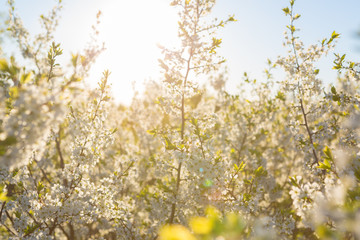 Blooming sakura tree on sky background in garden or park. Cherry blossom. Japanese spring scenics Spring flowers, Spring Background, Spring nature.