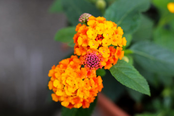 かわいい　ランタナ