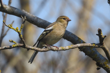 Fototapeta premium Fringuello (Fringilla coelebs),ritratto femmina su ramo