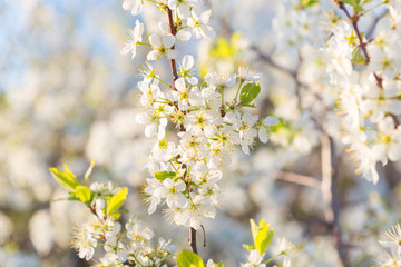 Blooming sakura tree on sky background in garden or park. Cherry blossom. Japanese spring scenics Spring flowers, Spring Background, Spring nature.