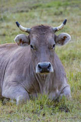 Typical Spanish cow look at the photographer