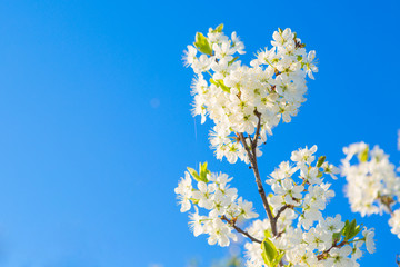 Blooming sakura tree on sky background in garden or park. Cherry blossom. Japanese spring scenics Spring flowers, Spring Background, Spring nature.