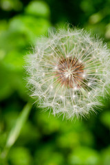 Flor del diente de león. Fotografía macro abstracta. Colores verdes. Floral