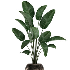 3d illustration of tropical plants Strelitzia in a pot on a white background	