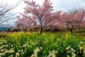 Obraz premium 桜林のスイセン