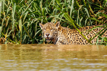 Adult Jaguar in the Waters of Cuba River at Pantanal, Brazil