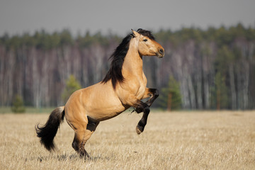 Beautiful buckskin rearing horse with long mane on natural prairie summer background