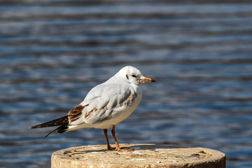 A white seagull with an orange beak stands on a stone and looks at the photographer. Wildlife. City birds. Close-up. Blurred background.