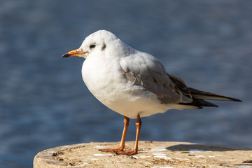 A white seagull with an orange beak stands on a stone and looks at the photographer. Wildlife. City birds. Close-up. Blurred background.