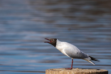 A white seagull with a dark head and an open beak stands on a stone and looks at the photographer. Wildlife. City birds. Close-up. Blurred background.