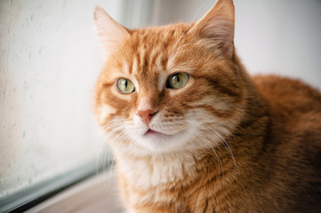 Big red cat looking to the window. Portrait close-up