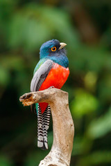 Slaty-tailed trogon perched on branch in Pantanal wetlands Brazil