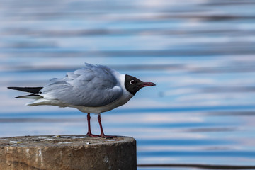 A white seagull with a dark head stands on a stone and looks at the photographer. Wildlife. City birds. Close-up. Blurred background.