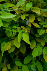 Green leaves and various beautiful colors