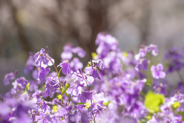Fototapeta na wymiar オオアラセイトウの花
