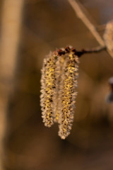  In spring, willow blossoms in fluffy flowers.