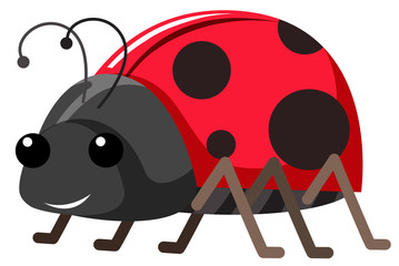 Cute ladybug on white background