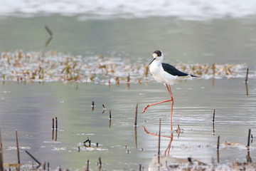 Egret in the water