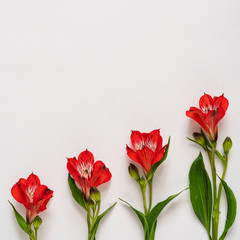 Creative layout made with red flowers on bright background. Minimal nature love idea. Spring and summer concept.