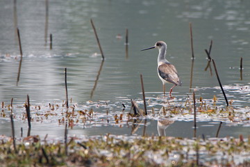 Egret in the water
