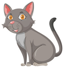 Gray cat on white background