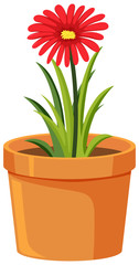 Pot of red flower on white background