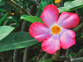 Pink plumeria flowers on a dark green leaf background