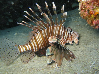 Lion Fish 3