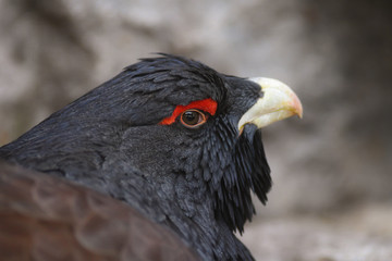 primo piano di Gallo cedrone (Tetrao urogallus)