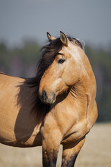 Obraz premium Portrait of a beautiful buckskin horse looks back on natural background, head closeup
