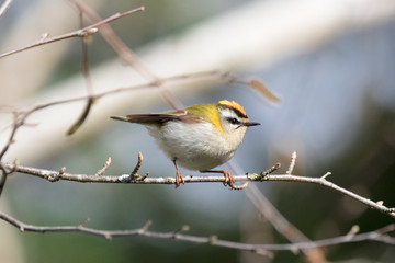 Firecrest passerine Regulus bird perched on tree branch