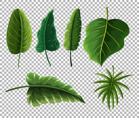 Set of different types of green leaves on transparent background