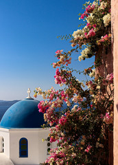 Bougainvillea Strauch der an einer Wand entlang wächst mit Blick auf das Dach einer Kirche in...