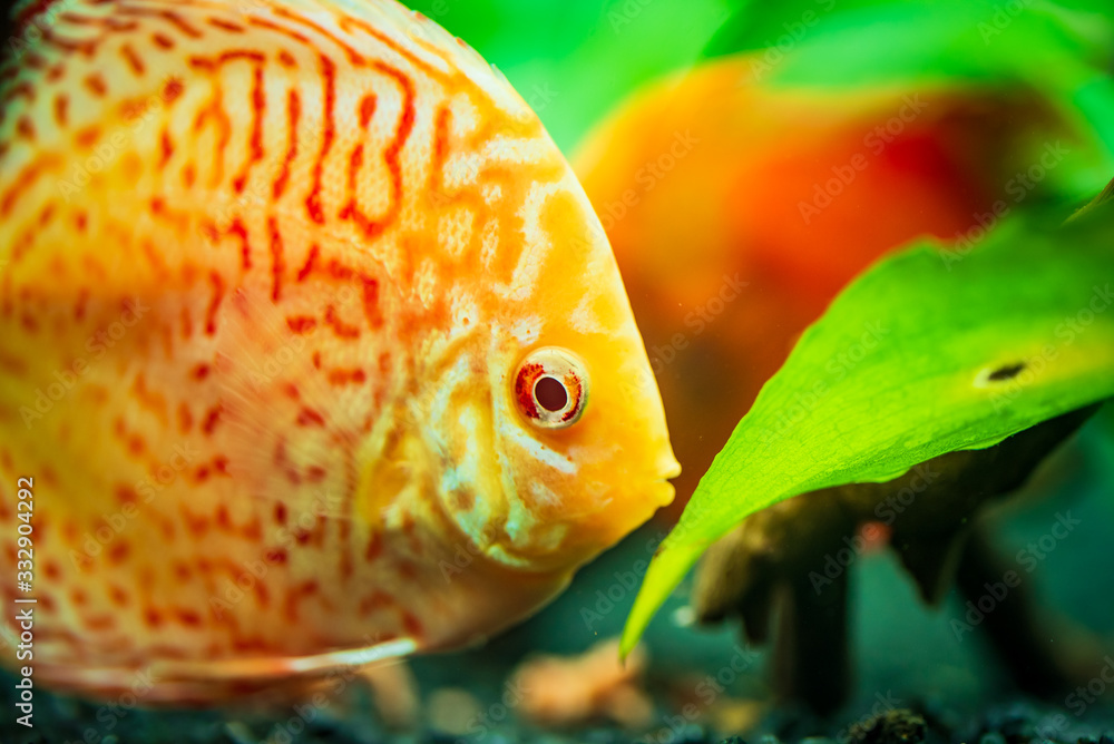 Wall mural Colorful fish from the spieces Symphysodon discus in aquarium. Closeup, selective focus.